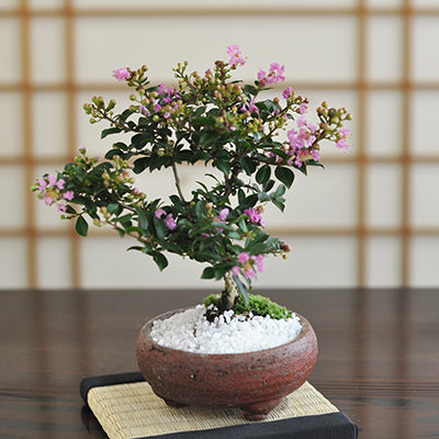 姫サルスベリ - 植物/観葉植物