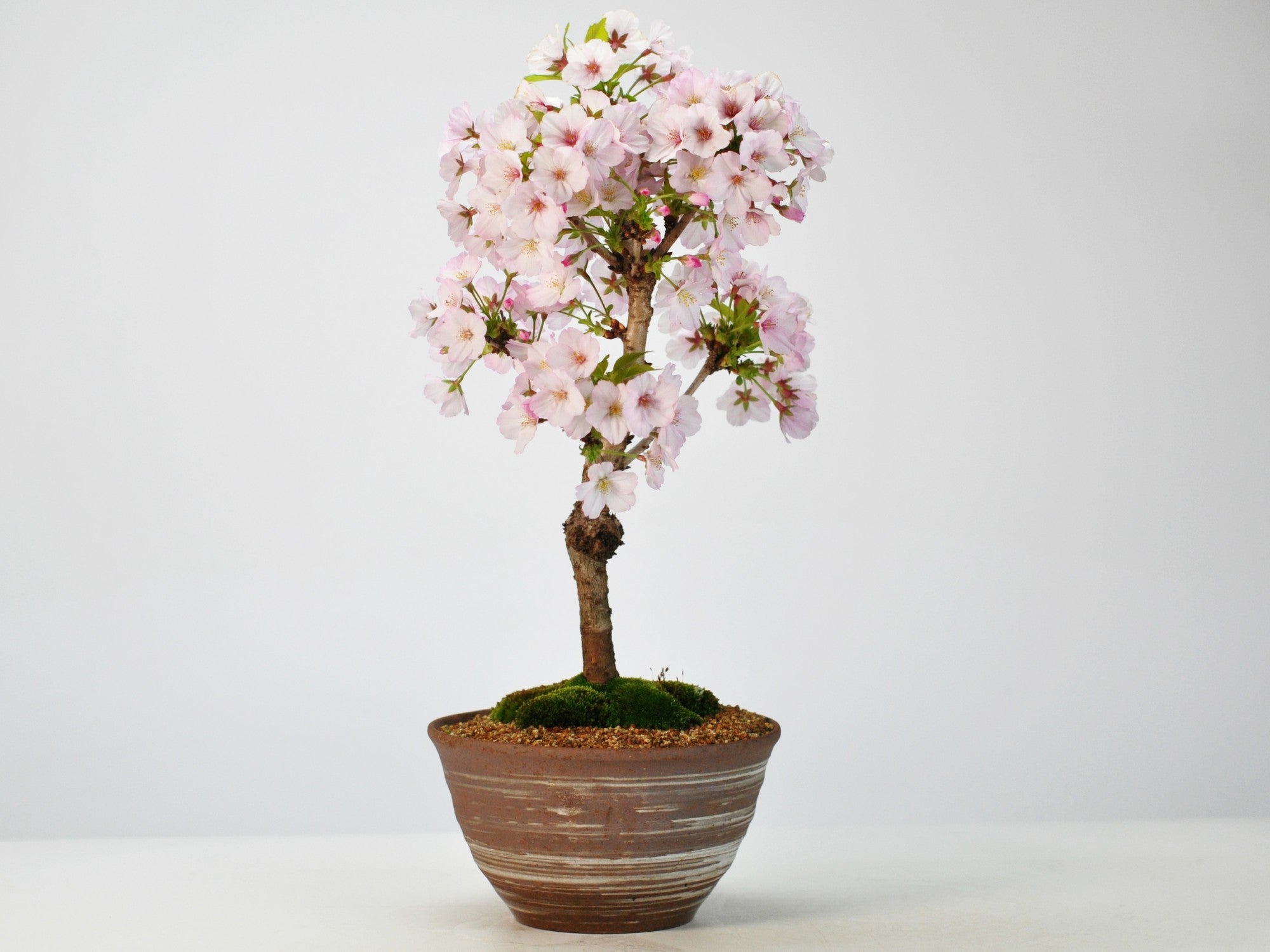 桜 御殿場桜の盆栽の販売｜盆栽妙 – 盆栽妙 本店