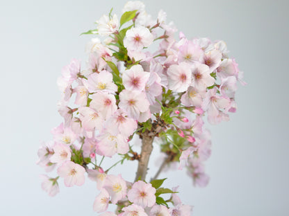 桜 御殿場桜