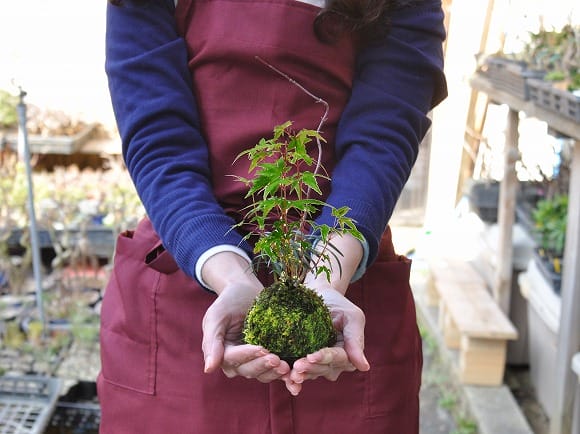 紅葉の苔玉の盆栽を販売｜はじめる専門店 盆栽妙 – 盆栽妙 本店