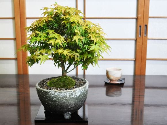 【クーポン】盆栽素材　モミジ　清姫　迫力の7号鉢　００００３ 楓（かえで）