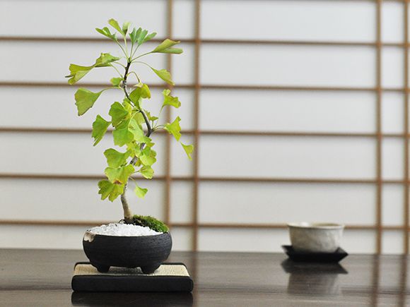 正規販売店品 銀杏 イチョウ盆栽 真柏 紅葉 ginkgo biloba 年末セール