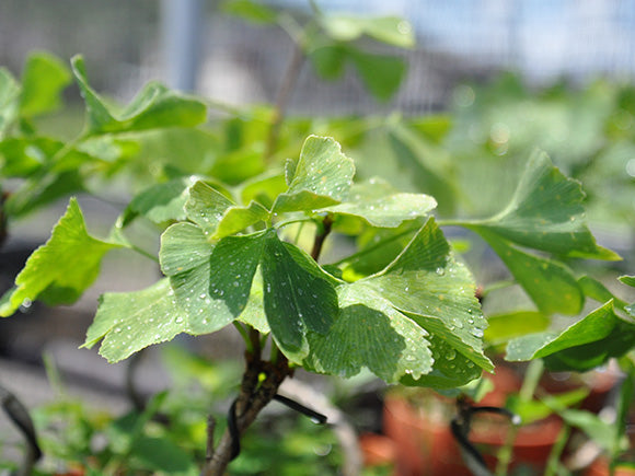 正規販売店品 銀杏 イチョウ盆栽 真柏 紅葉 ginkgo biloba 年末セール