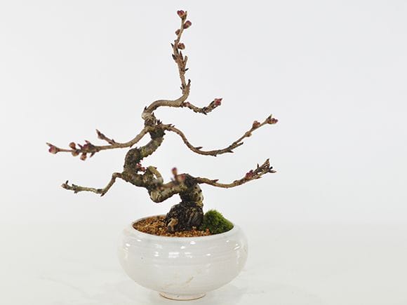 桜盆栽 小品十月桜 ミニ盆栽 盆栽 bonsai 満開 お花見 ボンサイ