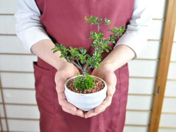 お花の盆栽とお菓子セット｜プレゼントに盆栽妙 – 盆栽妙 本店