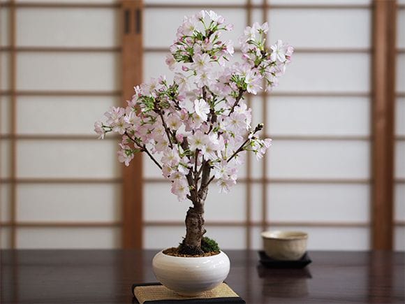 御殿場桜