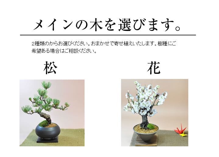 店長のおまかせ季節の寄せ植え盆栽