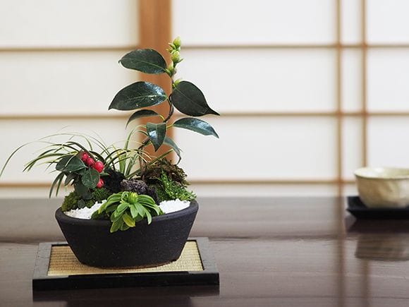 寄せ植え盆栽のセミオーダー 店長の季節のおまかせ盆栽｜盆栽妙 – 盆栽