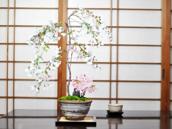 しだれ桜と1才桜の寄植えの盆栽を販売｜盆栽妙 – 盆栽妙 本店