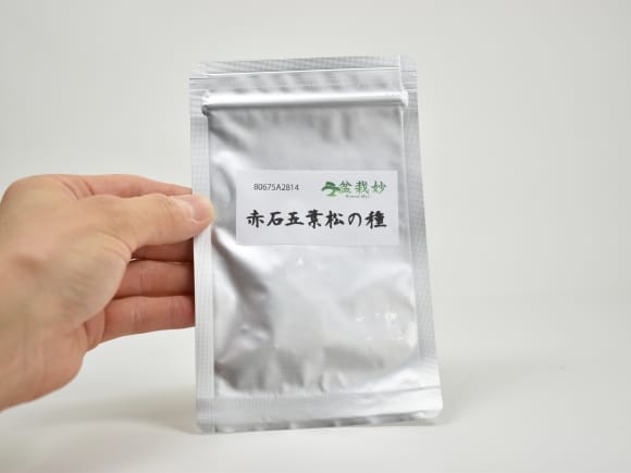 赤石五葉松の盆栽の種を販売｜盆栽妙 – 盆栽妙 本店