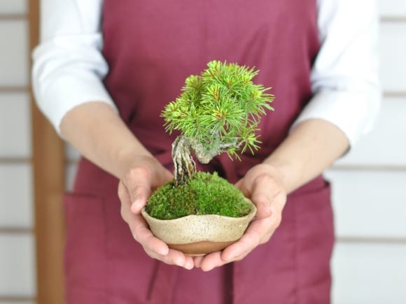 赤松 盆栽樹高1メートほど 根上がり - 植物/観葉植物