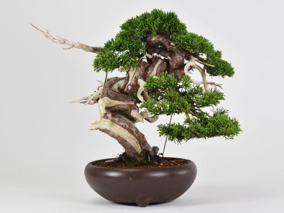 仕立物 ☆ 黄金真柏 ☆ 貫禄あるお品 このまま飾れます 現品 - 植木、