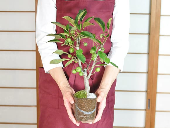 りんご 美濃焼茶4号の盆栽を販売｜盆栽妙 – 盆栽妙 本店