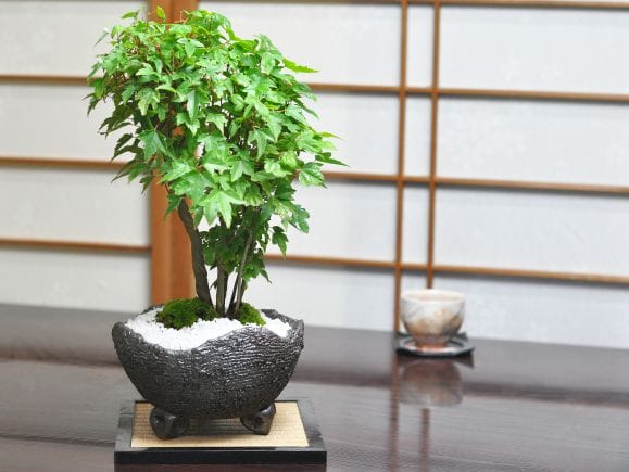 楓の寄せ植え 太幹の盆栽を販売｜盆栽妙 – 盆栽妙 本店