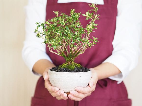 白丁花(ハクチョウゲ)の盆栽の販売｜盆栽妙 – 盆栽妙 本店