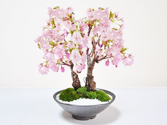 桜の2本立ち さかずきの器｜ミニ桜は盆栽妙 – 盆栽妙 本店