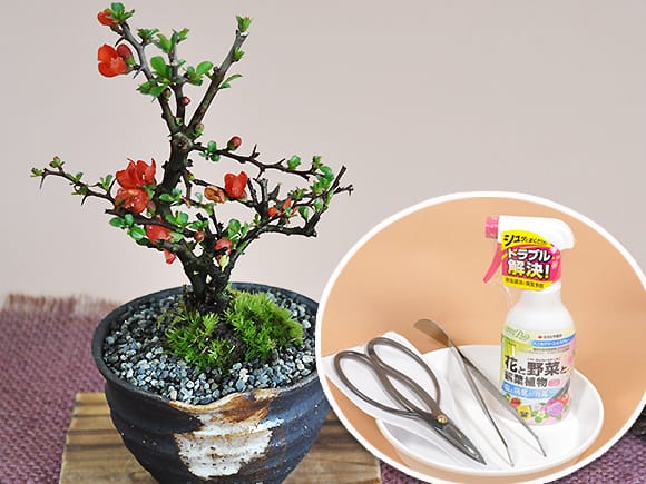 かわいいミニ長寿梅の盆栽とはじめての道具セットを販売｜はじめる専門