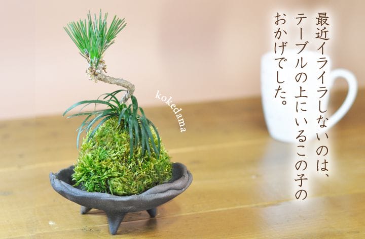 苔玉】ミニミニ黒松と玉竜の苔玉の盆栽を販売｜はじめる専門店 盆栽妙