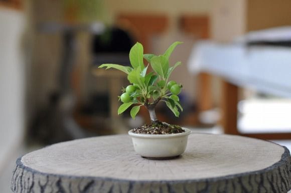 大型の盆栽鉢(値引きしました！) - 植物/観葉植物