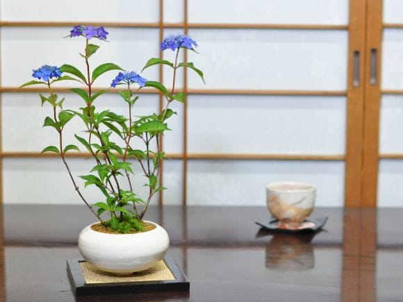 アジサイ 藍姫 白丸和鉢の盆栽を販売｜入門は盆栽妙 – 盆栽妙 本店