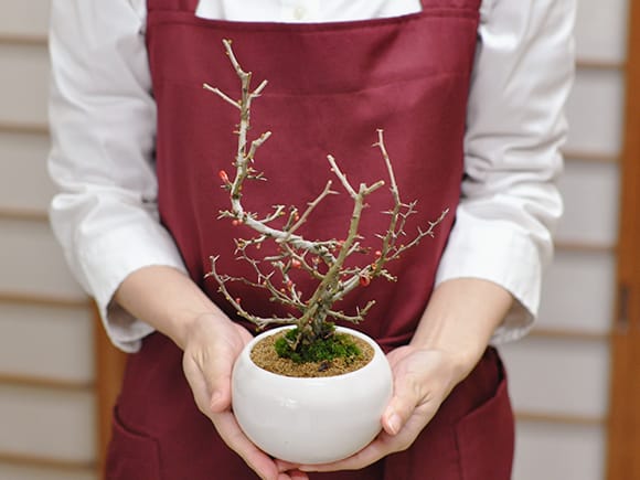 母の日の花盆栽 枝ぶりの良い長寿梅 樹齢10年| プレゼントに盆栽妙 – 盆栽妙 本店