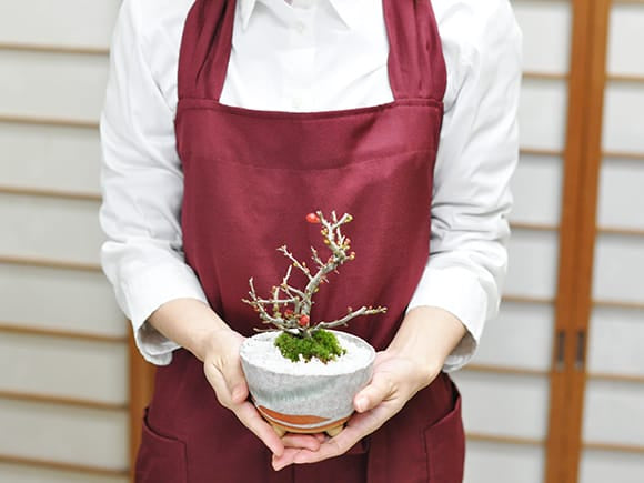 母の日の花盆栽 長寿梅 樹齢6年 信楽焼祝い鉢｜プレゼントに盆栽妙