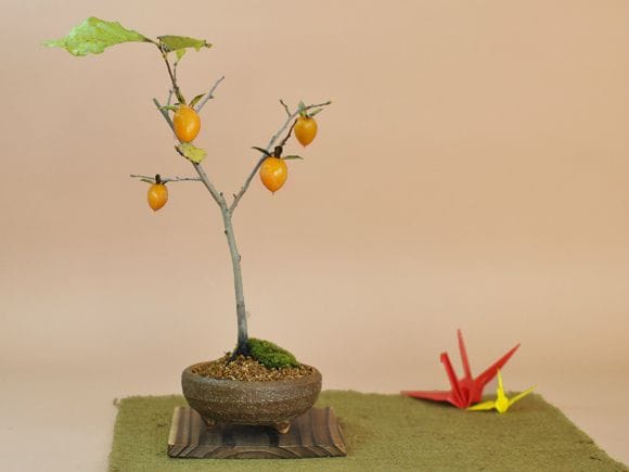 老爺柿(ロウヤガキ)のミニ盆栽 の盆栽を販売｜入門は盆栽妙